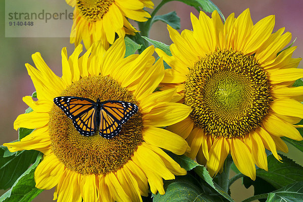 Sonnenblume  helianthus annuus  Sommer  Nordamerika  Schmetterling