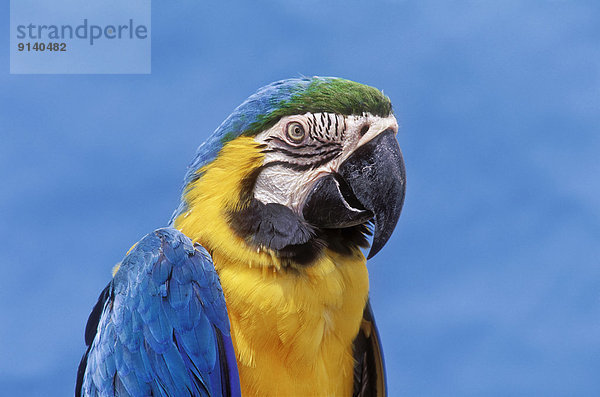 Papagei  Gefangenschaft  Ara  Panama  Paraguay