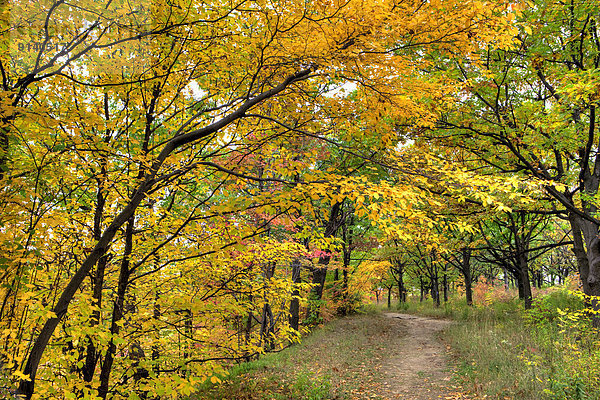 Herbst  steil  Kanada  Ontario