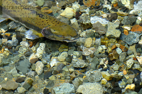 durchsichtig transparent transparente transparentes Wasser Freundschaft Bett schwimmen Lachs Kanada