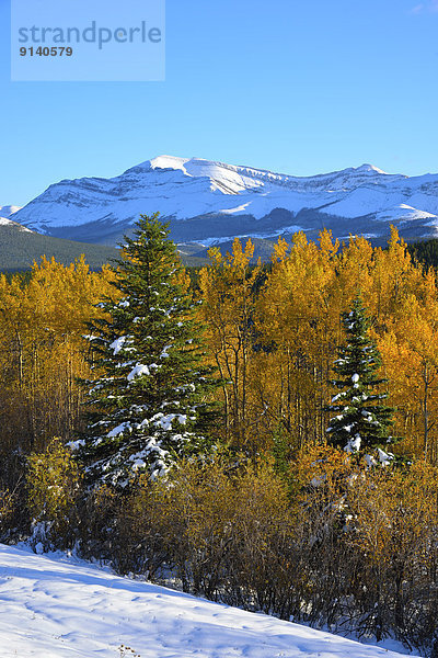 Landschaftlich schön landschaftlich reizvoll Berg Felsen Frische Baum fangen Herbst Laubbaum Vorgebirge Alberta Kanada Schnee