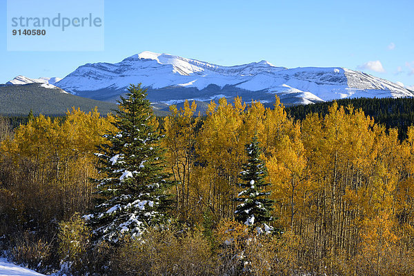 Landschaftlich schön landschaftlich reizvoll Berg Felsen Frische Baum fangen Herbst Laubbaum Vorgebirge Alberta Kanada Schnee