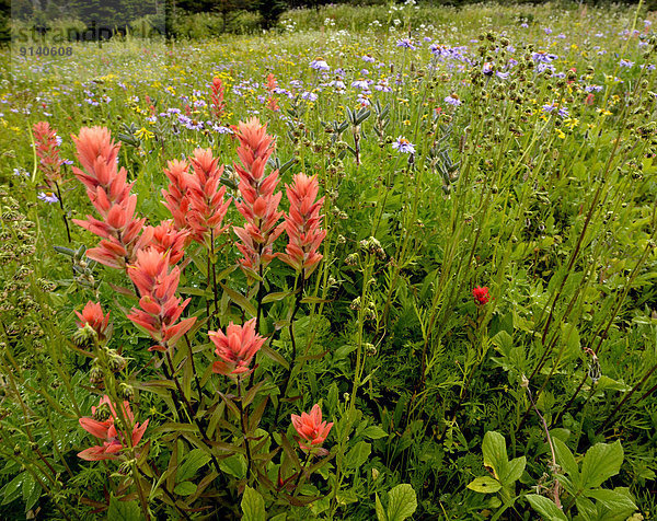 hoch  oben  nahe  blühen  Berg  Feld  Wildblume  schmücken  Wiese  britisch  Kanada