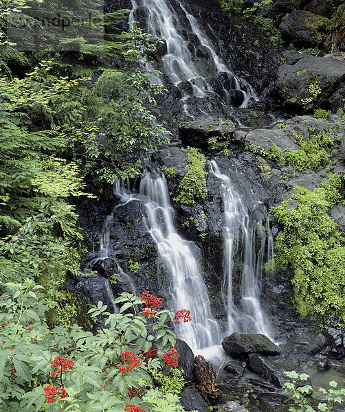 Wasserfall  Berg  Mount Rainier Nationalpark