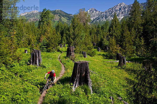 niedlich  süß  lieb  Berg  fahren  Fernie  British Columbia  Weg