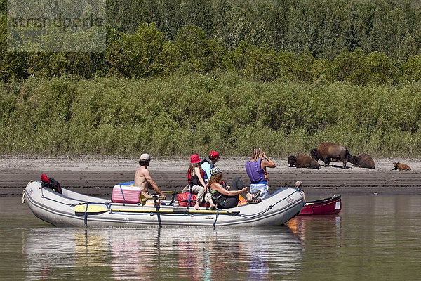 Fluss  Kanu  Northwest Territories  Bison  Kanada  Floß