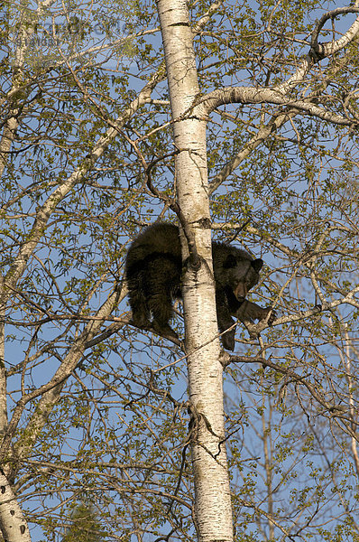 Schwarzbär  Ursus americanus  Amerikanische Zitterpappel  Populus tremuloides  Kanada  Ontario