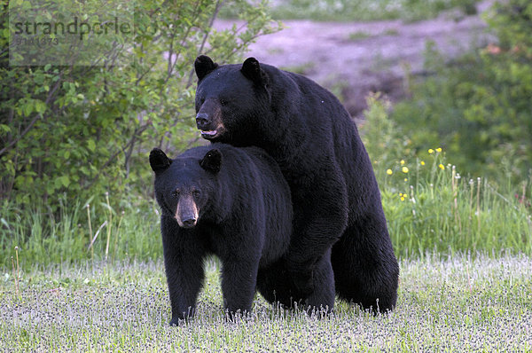 Schwarzbär  Ursus americanus  Kanada  sich paaren  Paarung
