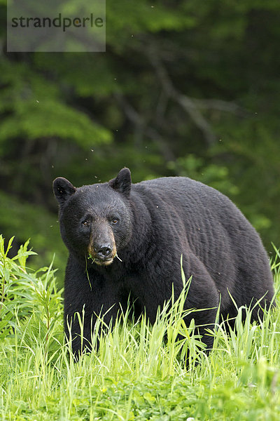 Black bear (Ursus americanus)  southwest British Columbia.