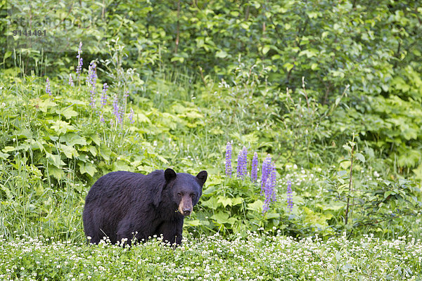 Black bear (Ursus americanus)  eating clover (Trifolium sp.)  southwest British Columbia.