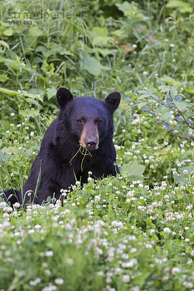 Black bear (Ursus americanus)  eating clover (Trifolium sp.)  southwest British Columbia.