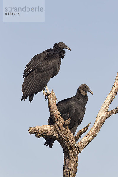 Black vultures (Coragyps atratus)  Martin Refuge  near Edinburg  South Texas.