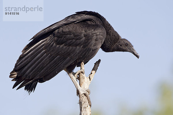 Black vulture (Coragyps atratus)  Martin Refuge  near Edinburg  South Texas.