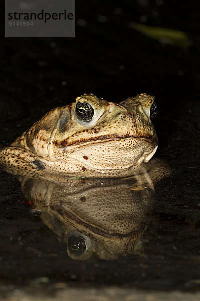 Cane toad (Bufo marinus)  Edinburg  South Texas.