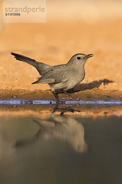 Gray catbird (Dumetella carolinensis)  at pond to drink water  Santa Clara Ranch  near Edinburg  South Texas.