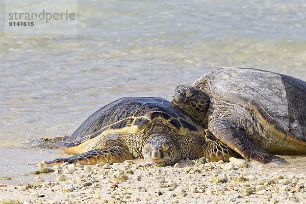 grün Meer Wasserschildkröte Schildkröte hawaiianisch
