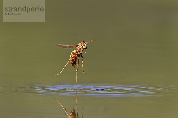 Bodenhöhe  Wasser  nehmen  Teich  trinken