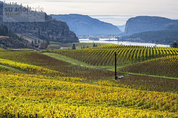 zwischen  inmitten  mitten  Stadt  See  Ansicht  Weinberg  Bluff  Kanada