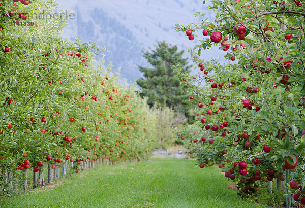 Baum  hängen  lecker  Obstgarten  Apfel  Geographie  britisch  Kanada