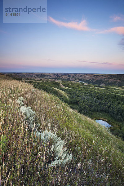 Sonnenuntergang  trocken  springen  Insel  Ländliches Motiv  ländliche Motive  Büffel  Alberta  Kanada