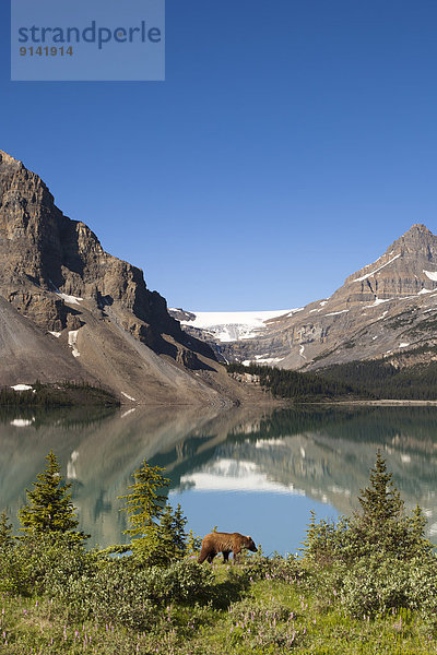 Grizzlybär  ursus horibilis  Grizzly  See  Unterricht  Alberta  Banff  Kanada