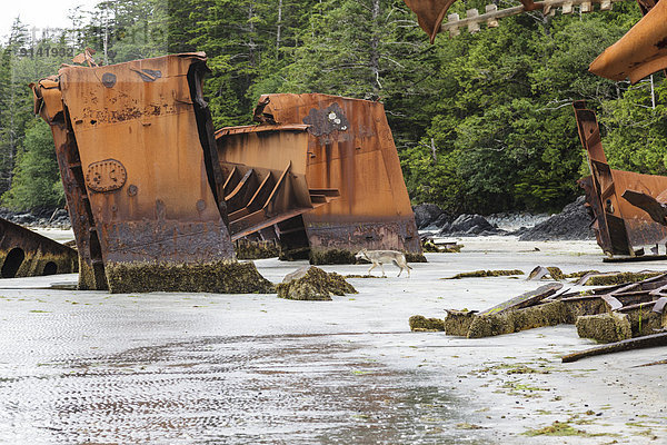 Schiffswrack zwischen inmitten mitten Wolf Canis lupus Insel Holz Einsamkeit Bucht British Columbia Kanada alt