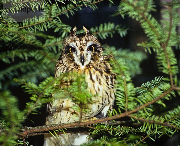 Short-eared Owl  (Asio flammeus)