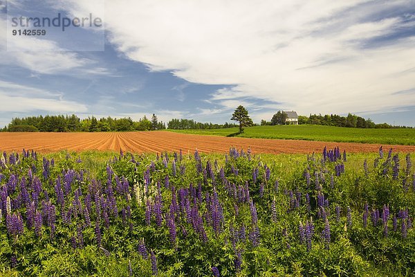 Lupine Kanada Prince Edward Island