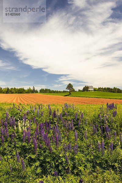 Lupine Kanada Prince Edward Island