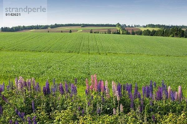 Kornfeld  Kanada  Prince Edward Island