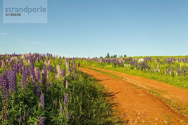 Lupine  Kanada  Prince Edward Island