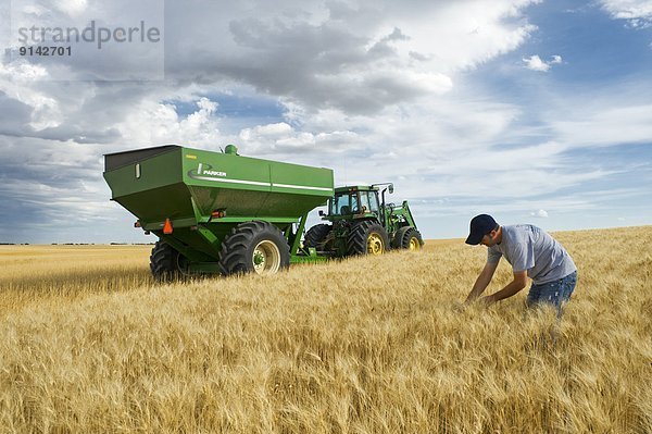 ernten  reifer Erwachsene  reife Erwachsene  Feld  Bauer  jung  Weizen  Saskatchewan  Kanada