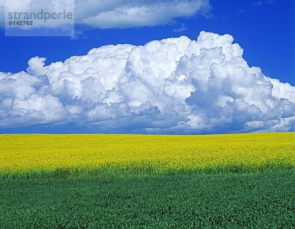 Getreide  Wolke  blühen  Hintergrund  Feld  Gewitterwolke  Kanada  Canola  Manitoba