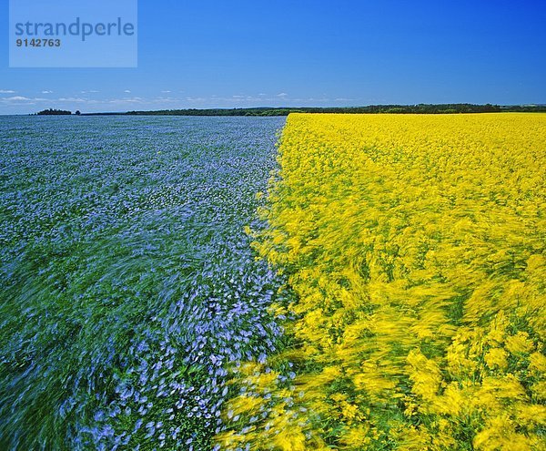 Blume  blasen  bläst  blasend  Wind  Feld  Kanada  Canola  Flachs  Manitoba