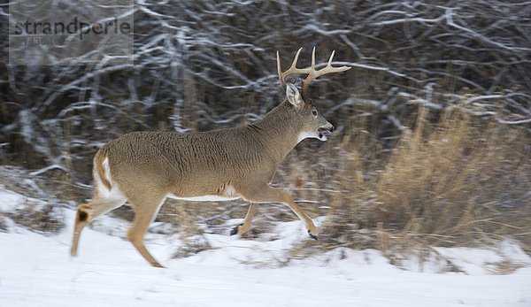 rennen  weiß  Schwanz  Tierschwanz  Erwachsener  Kanada  Hirsch  November