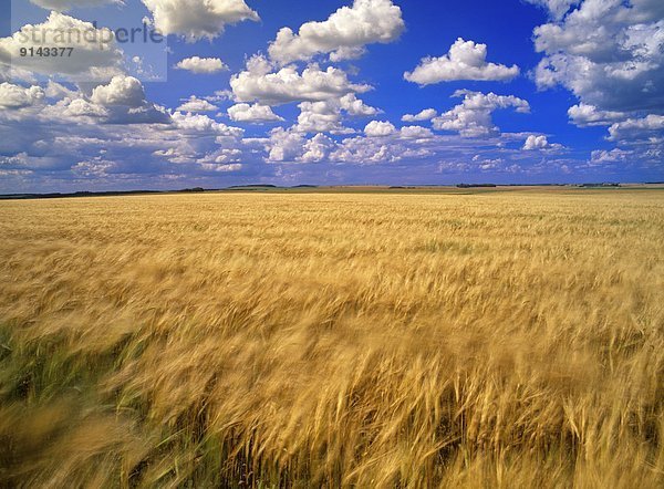 Wolke  blasen  bläst  blasend  Himmel  Wind  reifer Erwachsene  reife Erwachsene  Feld  Gerste  Kanada  Manitoba
