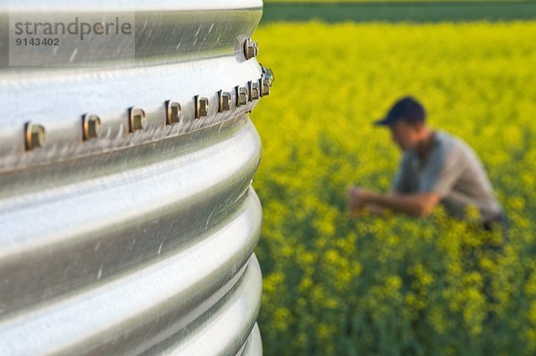 Getreide  Fokus  blühen  Hintergrund  Feld  Bauer  aufbewahren  Kanada  Canola  Manitoba