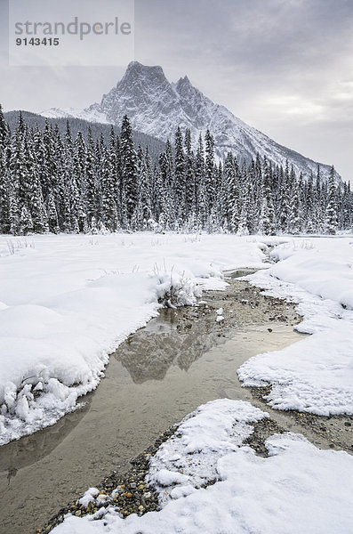 Feld  British Columbia  Kanada