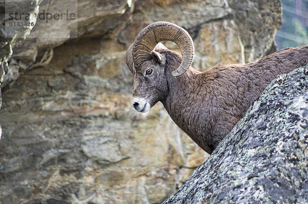 Dickhornschaf  Ovis canadensis