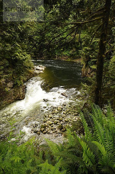 folgen  Stilleben  still  stills  Stillleben  Fluss  Region In Nordamerika  Vancouver  British Columbia  Kanada  Regenwald
