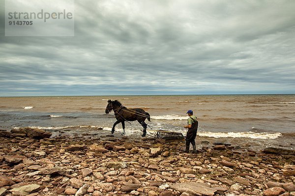 Irish Moss fisherman and Horse  North Cape  Prince Edward Island  Canada