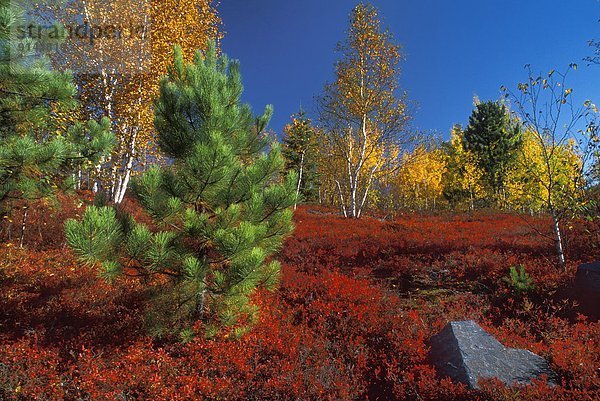 Landschaftlich schön  landschaftlich reizvoll  Papier  Baum  Herbst  Kiefer  Pinus sylvestris  Kiefern  Föhren  Pinie  jung  Heidelbeere  Kanada  Ontario