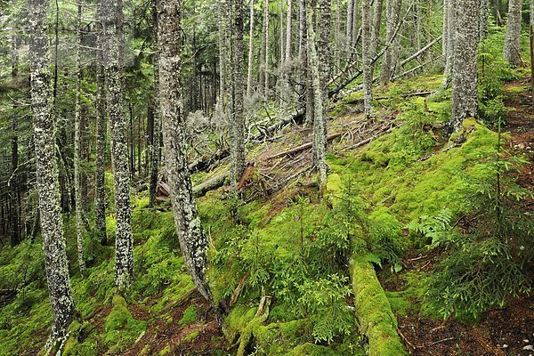 Wald  Kanada  New Brunswick  Neubraunschweig