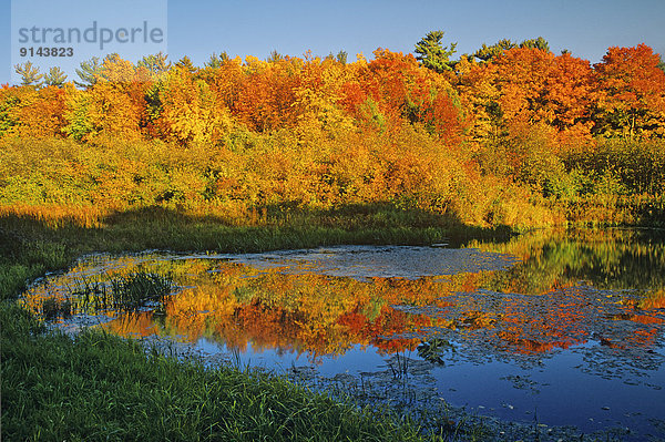 Ahornblatt Herbst Kanada Teich Quebec