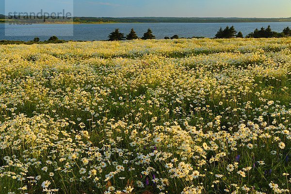 Bereich der Gänseblümchen bei Sonnenuntergang  Greenwich  Prinz Edward Island  Kanada