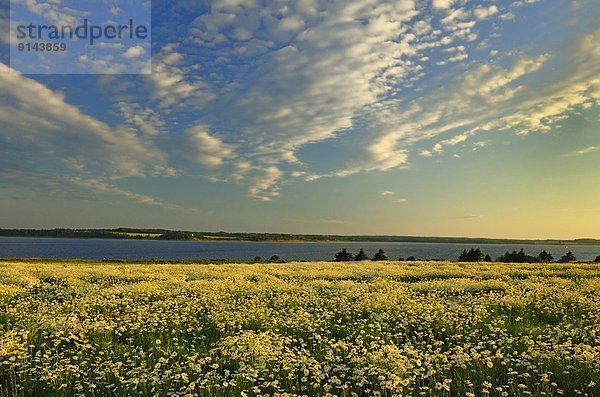 Bereich der Gänseblümchen bei Sonnenuntergang  Greenwich  Prinz Edward Island  Kanada