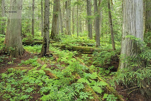 folgen  Wachstum  Wald  Regen  British Columbia  Kanada  alt