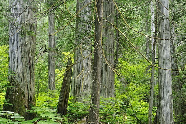 folgen  Wachstum  Wald  Regen  British Columbia  Kanada  alt