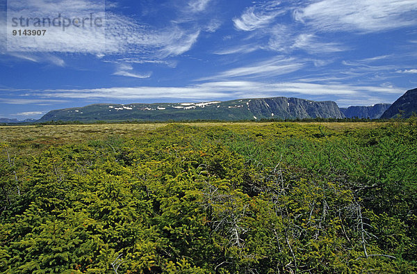 Nationalpark Sumpf Neufundland Kanada