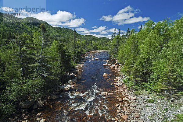 Nationalpark Fluss Forelle Neufundland Kanada